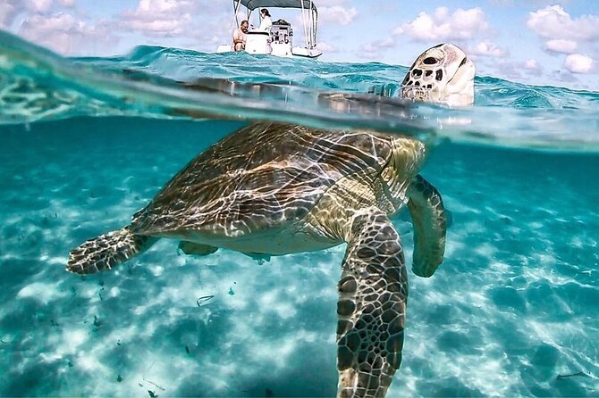3 Islands Tour, Swim with Pigs, Turtles, Snorkelling & lunch - A lively half-day from New Providence