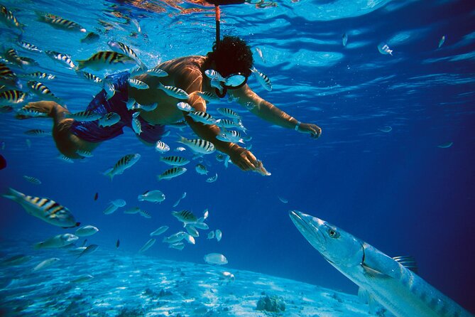3 Islands Tour, Swim with Pigs, Turtles, Snorkelling & lunch - Green Turtle Cay and the search for turtles