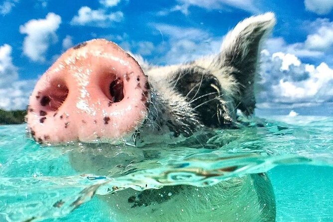 3 Islands Tour, Swim with Pigs, Turtles, Snorkelling & lunch - The crews shape the experience