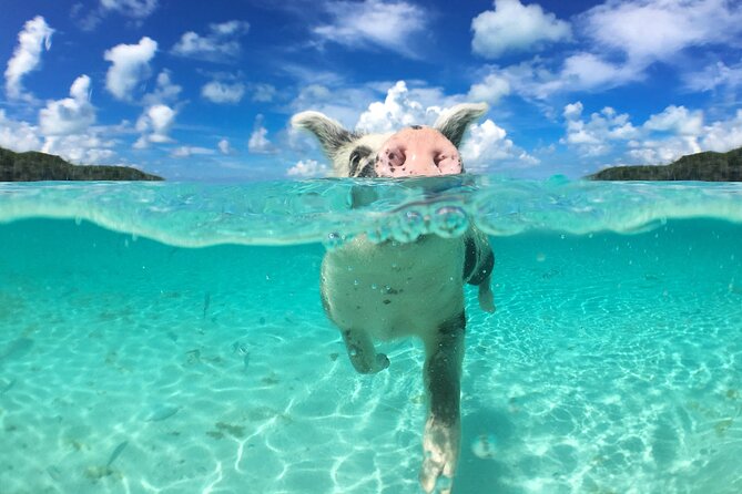 3 Islands Tour, Swim with Pigs, Turtles, Snorkelling & lunch - Who should book this Nassau boat tour?