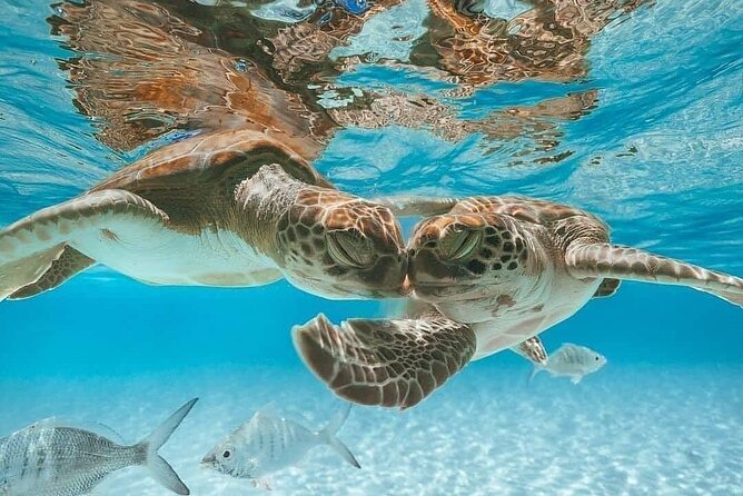 3 Islands Tour, Swim with Pigs, Turtles, Snorkelling & lunch - Atlantis from the water, with a quick photo stop