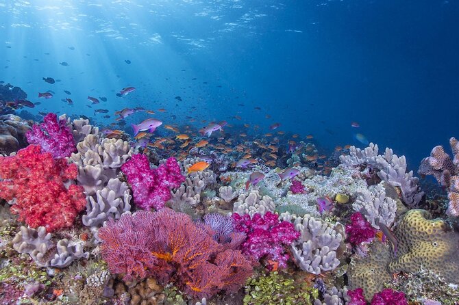 Adventures of the Lost Atlantis Bimini Road - Seeing Bimini through a glass-bottom boat
