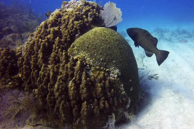 Adventures of the Lost Atlantis Bimini Road - Rainbow Reef and Bimini’s nearby coral life