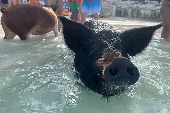 All Inclusive Pig Encounter, Snorkeling, Turtles, Lunch & Beach - Rose Island Reef and the first water stop