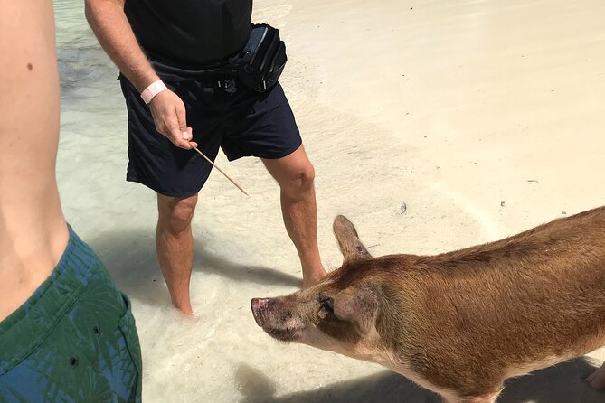 All Inclusive Swimming With The Pigs - What the short schedule means for your day