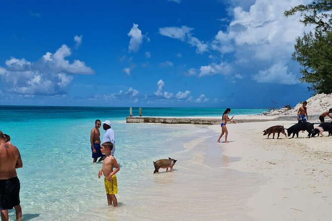 Athol Island Swimming Pigs Half-Day Boat Tour with Lunch - Four island stops packed into half a day