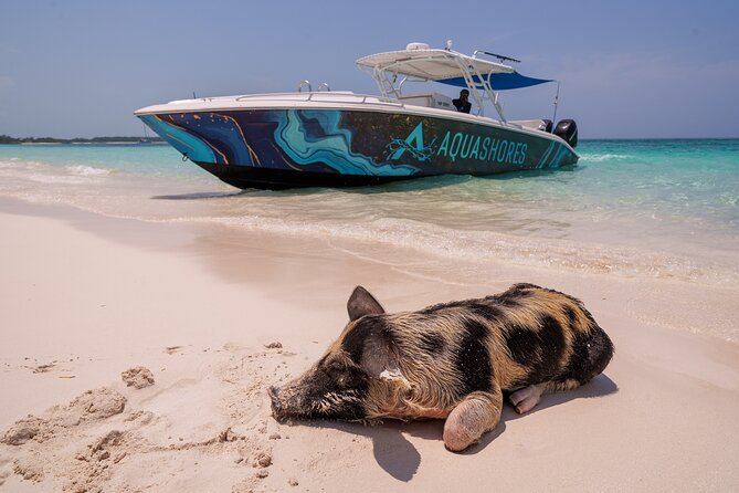 Bahamas Adventure: Pigs, Reef, Turtles, and Beach with Lunch - Key points to know before you go
