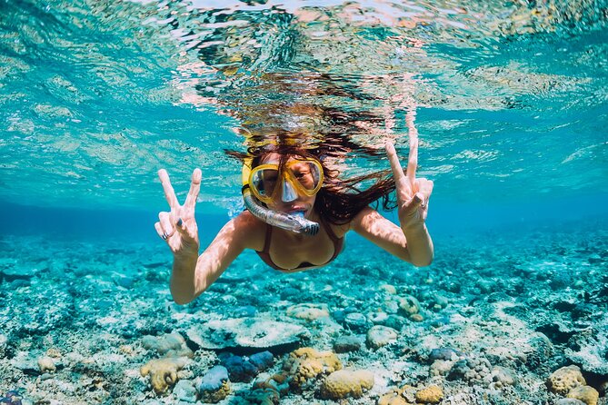 Bahamas Adventure: Pigs, Reef, Turtles, and Beach with Lunch - Feeding and swimming with the pigs