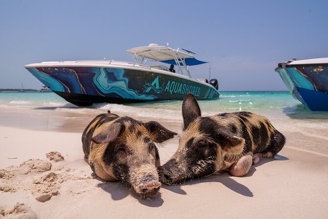 Bahamas Adventure: Pigs, Reef, Turtles, and Beach with Lunch - Sandy Cay, the postcard-sized island