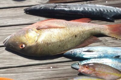 Bahamas Deep Sea Fishing