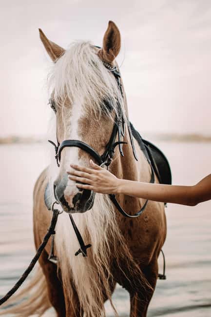 Bahamas: Nassau Horseback Riding on Beaches & Trails - From Nassau ranch to Bahamian woodland