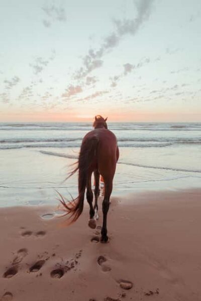 Nassau Horseback Riding on Beaches & Trails