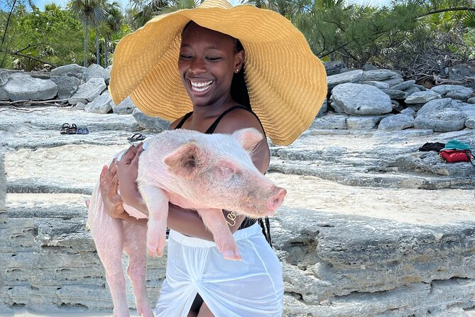 Bahamas Swimming Pigs Experience on Rose Island - How the swimming pig encounter really works