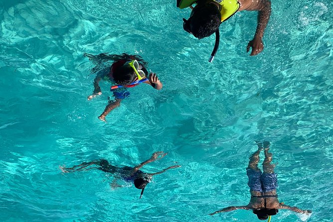 Bluefinn242 Swim with the Turtles in Nassau Bahamas - Key points before you book