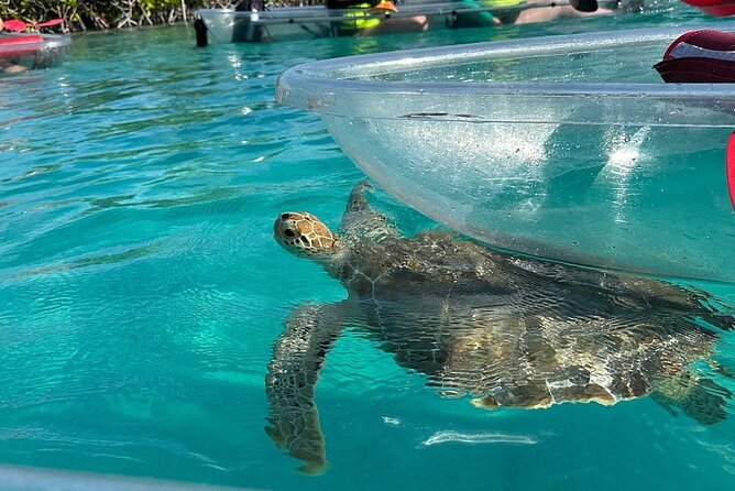 Clear Kayak Tour - Safety Instructions Before You Paddle