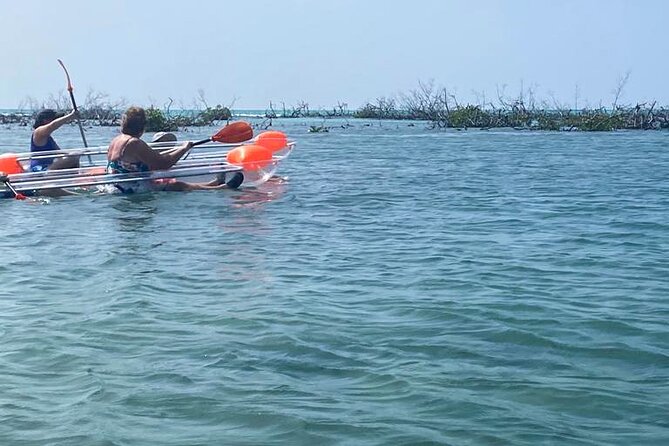 Clear Kayak Tour - Through the Mangroves, Looking Below the Hull