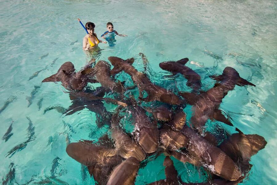 Exclusive Fly-In Premium Beach Experience from Nassau - Swimming with nurse sharks at Compass Cay