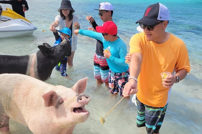 Exotic half day private charters to Rose Island, Pigs and Turtles - A beach that can feel like your own