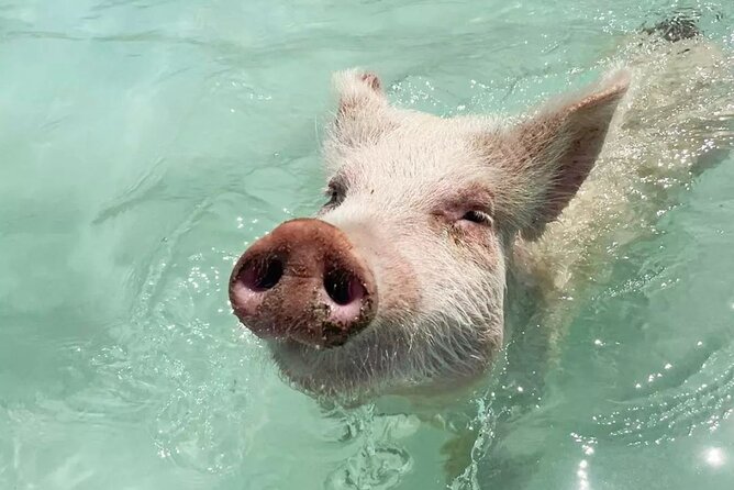 Experience The Exumas and the World Famous Swimming Pigs - Key points to know before you book