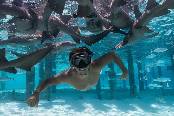 Experience The Exumas and the World Famous Swimming Pigs - Compass Cay and the nurse sharks