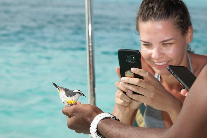 Experience The Exumas and the World Famous Swimming Pigs - Pig Beach and the famous swimming pigs
