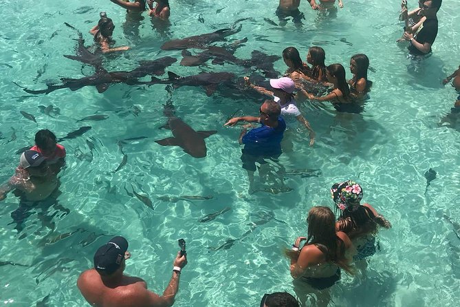 Exuma Day Away - Original Swimming Pigs Excursion - Is $438 a fair price?