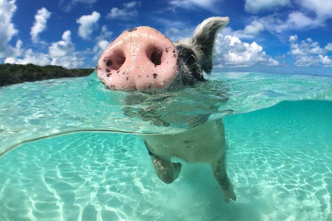 Exuma Day Away - Original Swimming Pigs Excursion - Great Guana Cay and its wild rock iguanas