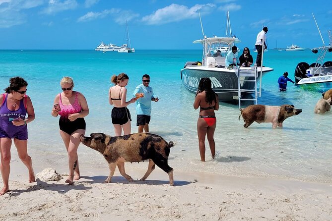 Exuma Full Day Swimming Pigs Group Boat Tour - Ending on an Exuma sandbar
