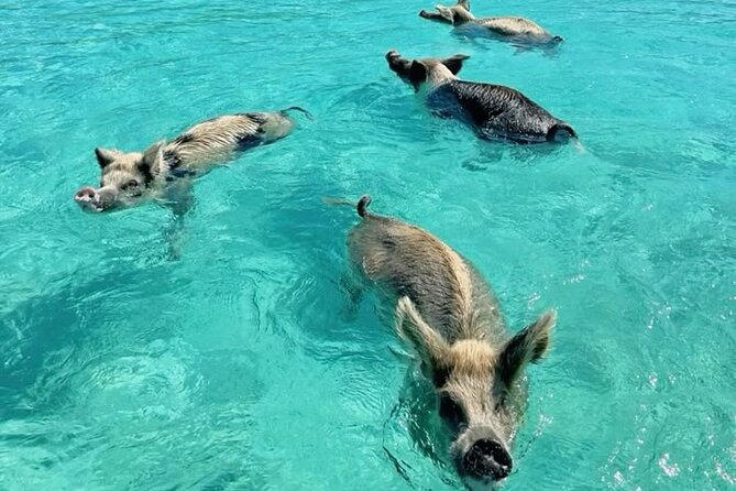 Exuma Island and Cays Tour - Leaf Cay and the island iguanas