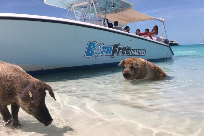 Exuma Island Hopping Swimming Pigs Tour with Lunch from Nassau - Big Major Cay and the famous swimming pigs