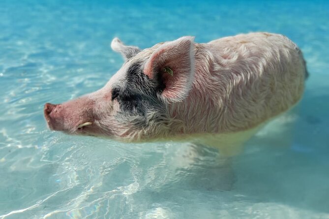 Exuma Island Hopping Swimming Pigs Tour with Lunch from Nassau - A final sandbar or beach stop