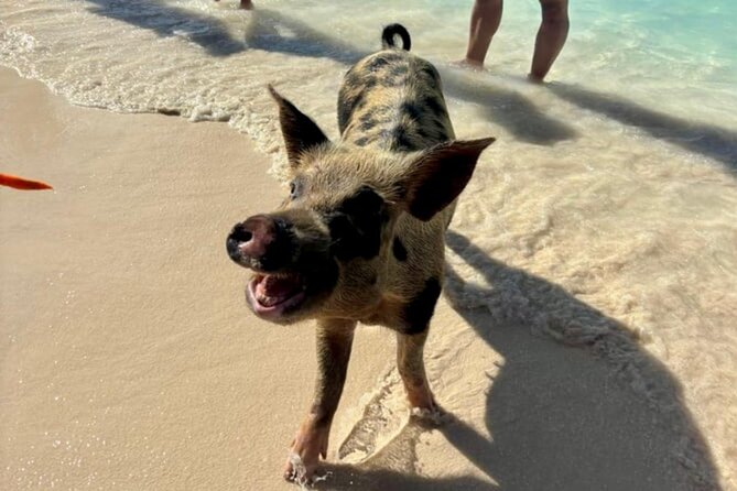 Fast Track Swimming Pigs Encounter - Is $69 good value?
