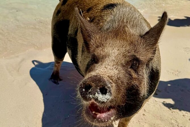 Fast Track Swimming Pigs Encounter - Who will enjoy this short Bahamas outing?