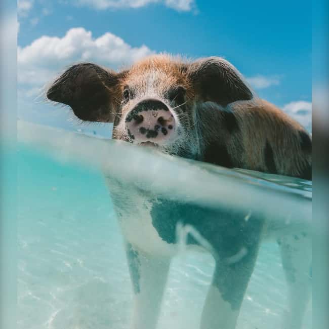 From Nassau: Swim with Pigs Safari - Starting at Woodes Rogers Walk
