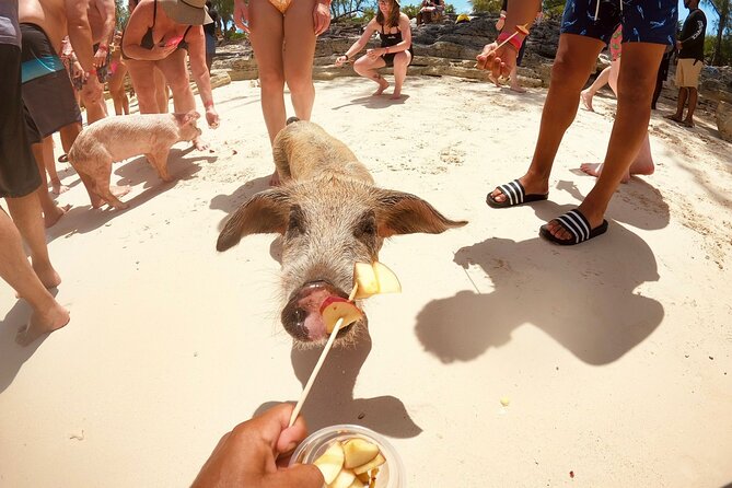 Full-Day Luxury Private Rose Island Pigs and Turtles Excursion - Rose Island is the star of the day