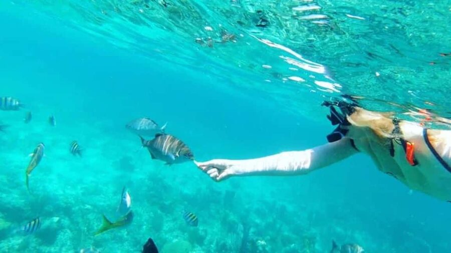 Full Day Sail and Snorkel with Turtles - Why this six-hour sailing day works