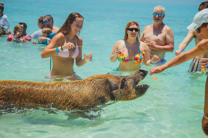 Guided All Inclusive Beach Day Excursion in Bahamas - Feeding the pigs at Rose Island