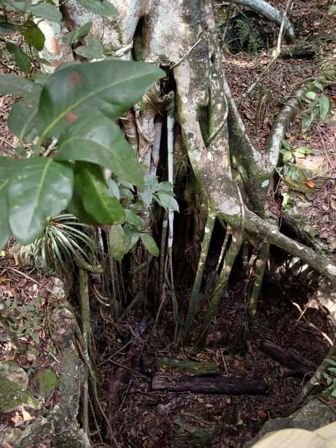 Guided Primeval Nature Walk Tour - Leaving Nassau for New Providences wild side