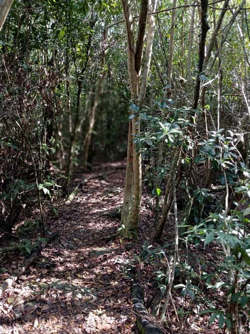 Guided Primeval Nature Walk Tour - Arawak Cay and a taste of conch culture