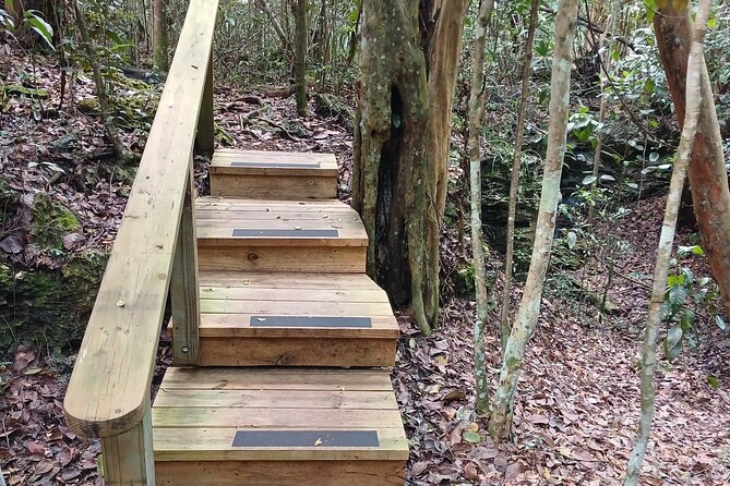 Guided Primeval Nature Walk Tour in Primeval Forest National Park - What the $130 price really buys you