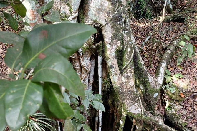 Guided Primeval Nature Walk Tour in Primeval Forest National Park - The guide can shape the whole experience