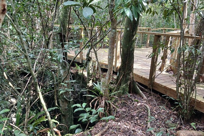 Guided Primeval Nature Walk Tour in Primeval Forest National Park - Who will enjoy this Nassau outing