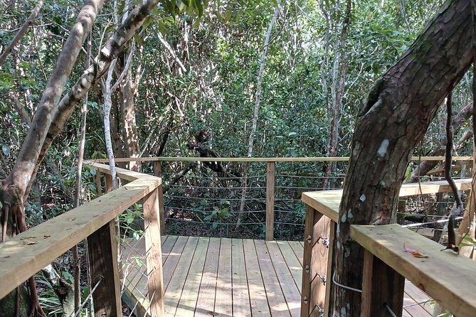 Guided Primeval Nature Walk Tour in Primeval Forest National Park - Fifty minutes among the old forest