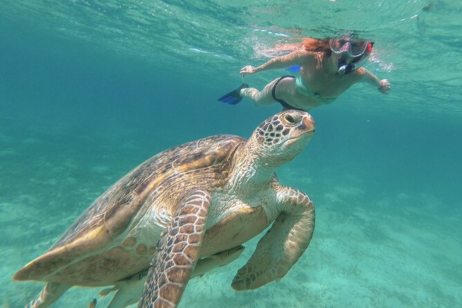 Half-Day at Green Cay Bahamas Snorkeling with Turtles - Key points to know before you book