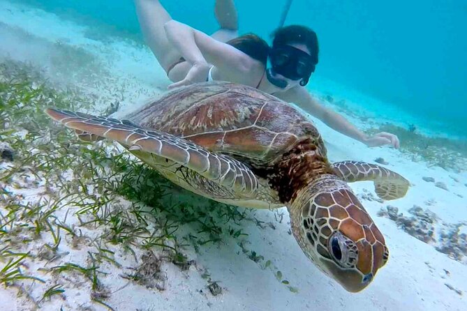 Half-Day at Green Cay Bahamas Snorkeling with Turtles - Pearl Island begins with fish and coral