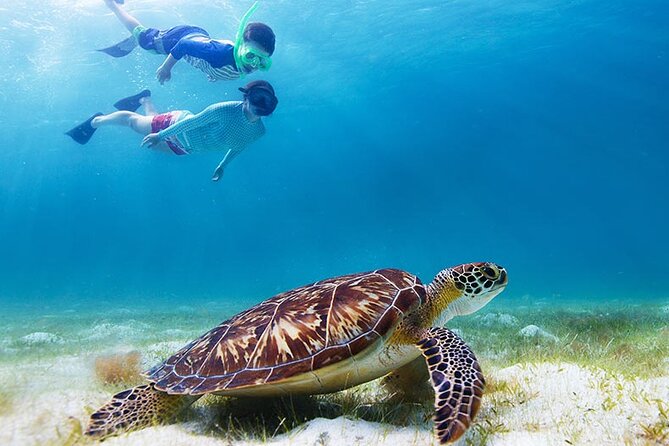 Half-Day at Green Cay Bahamas Snorkeling with Turtles - A private boat with room for your own pace