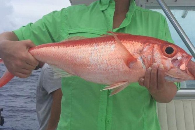 Half day Deep sea/light tackle fishing charters - Leaving from Baoilco Limited on Bay Street