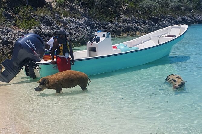 HALF DAY Swiming Pigs and Sharks Tour (Nassau to Exuma by Plane) - A long Exuma day that begins with a short flight