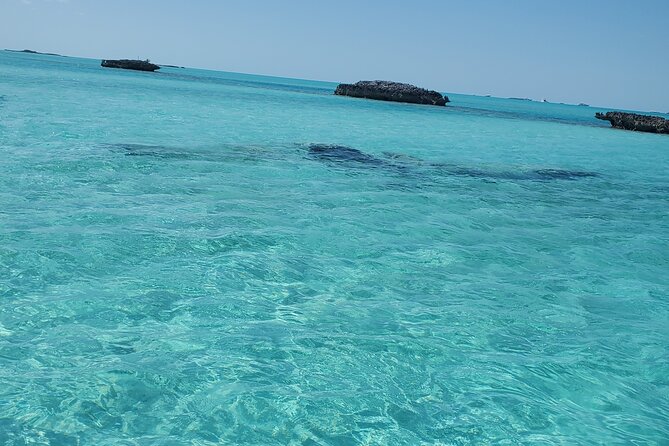 HALF DAY Swiming Pigs and Sharks Tour (Nassau to Exuma by Plane) - Gaulin Cay and the native iguanas