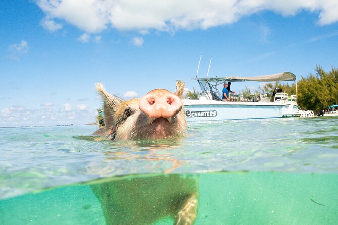 Half Day Swimming Pigs on Rose Island, Snorkeling and Lunch - Sandy Cay and the Nassau Harbour departure